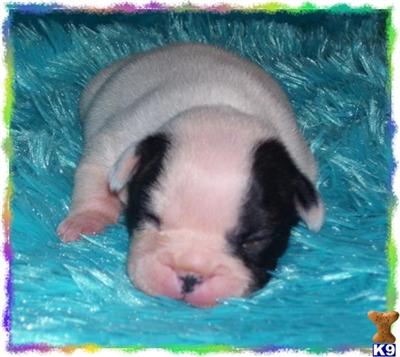 French Bulldog Puppies for Sale